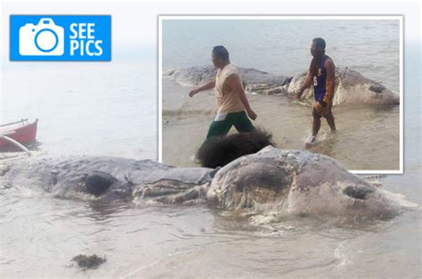 Alien Beast Shock As Sea Monster The Size Of A Fighter Jet Washes Up