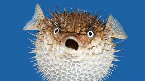 Pufferfish Profile And Information