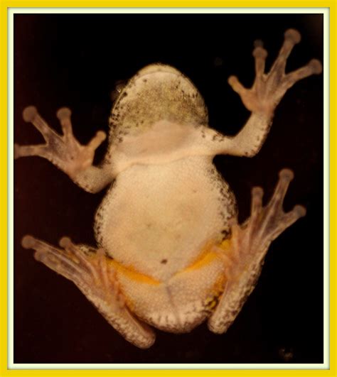 Walk With Father Nature Blog The Tree Frog