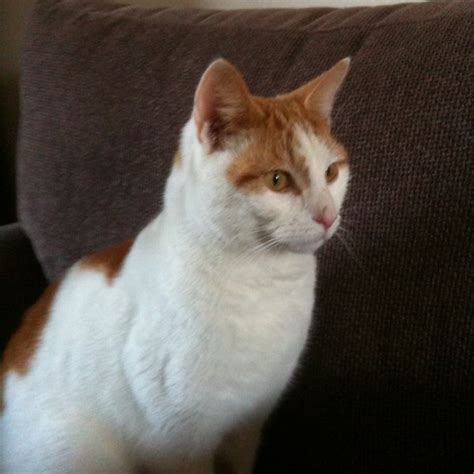Lost Cat Ginger And White Cat Called Rufus Abingdon Area Oxfordshire
