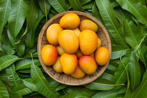 6 Beneficios De Las Hojas De Mango Que Posiblemente No Conocías Mejor