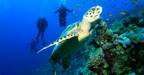 Bahamas Scuba Diving Guide To The Best Diving In The Caribbean