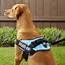 Julius K9 IDC Powerharness Dog Harness Aquamarine Size 2  Chewycom