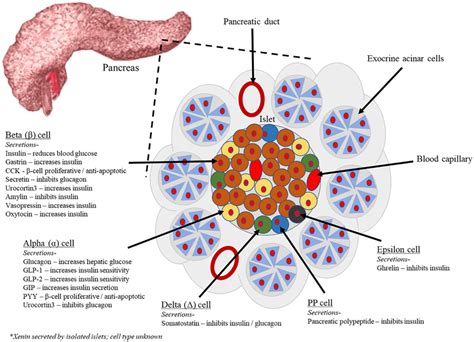 Endocrine Pancreatic Cell Types And Their Peptide Secretions Exocrine