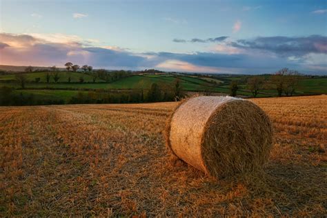 Brown Hay On Grass Field · Free Stock Photo