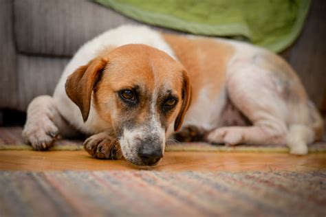 Tired Old Dog Stock Photo Download Image Now 2016 Bed Furniture