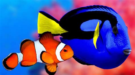 Fakta Dan Manfaat Ikan Dori Yang Berbeda Dengan Filmnya