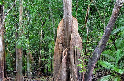 Kapok Tree In Amazon Rainforest Manaus Brazil Encircle Photos