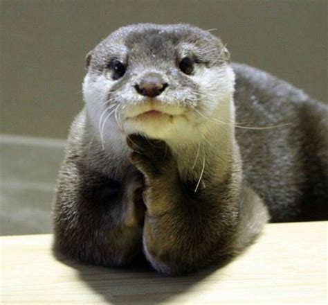 Please Tell Me More Haha Otters Cute Cute Animals Funny Animals