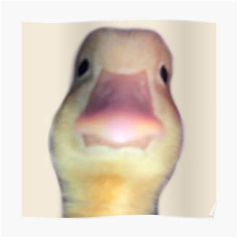 Duck Staring Meme Poster For Sale By Coconj Redbubble