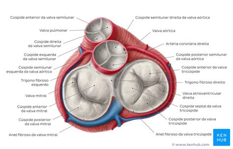 Valvas Cardíacas Anatomia E Relevância Clínica Kenhub