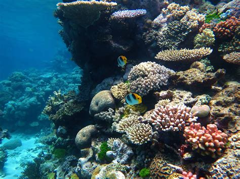 Scientists Successfully Transplant Coral Into The Devastated Great