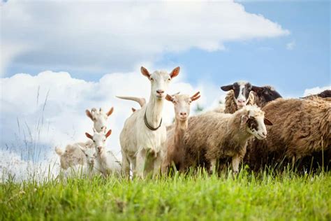 Raising Sheep Vs Goats Which Is Best For Profits And Fun Outdoor