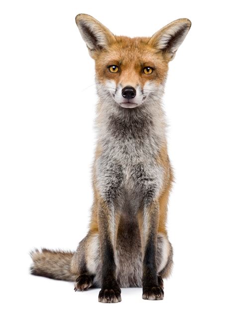 Premium Photo Front View Of Red Fox Sitting
