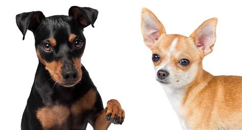 Miniature Pinscher Chihuahua Mix Breed A Guide To The Chipin Dog