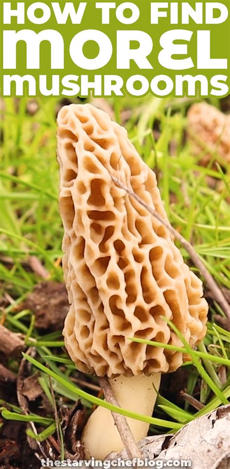 How And Where To Find Morel Mushrooms In Ohio The Starving