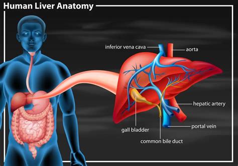 Human Liver Anatomy Diagram 447045 Vector Art At Vecteezy