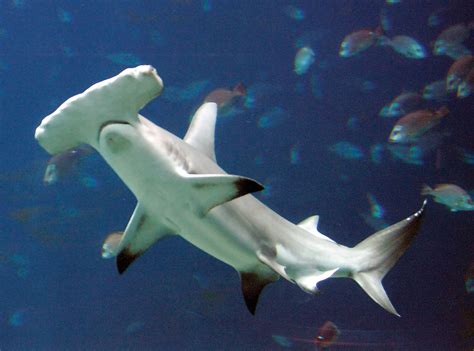 Hammerhead Shark Diet Size And Facts Britannica