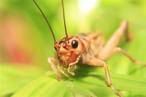 Pest Of The Month House Crickets Long Island Pest Control
