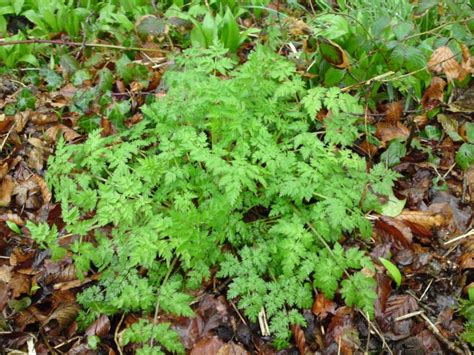 Cow Parsley Identification Edibility Distribution Comparison With