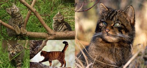 Conservation Breeding Scottish Wildcats To Reintroduce Into The Wild