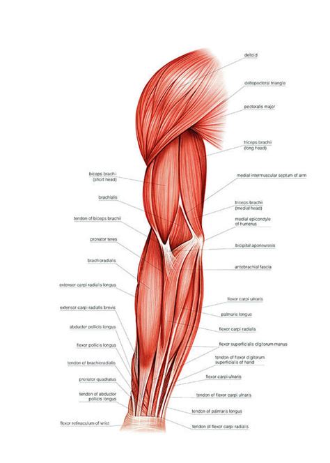 The text is by sir alfred fripp and ralph thompson, and the drawings are by innes fripp. Muscles Of Right Upper Arm Art Print by Asklepios Medical ...