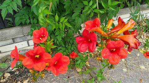 Campsis 'Trumpet Vines' Plant Care & Growing Tips | Horticulture