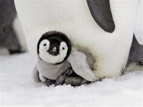 The Cutest Baby Animals 20 Pics