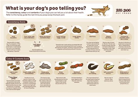 Whats Your Dogs Poo Telling You Guides Big Dog Pet Foods