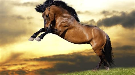 Horses Rearing Wallpapers Wallpaper Cave