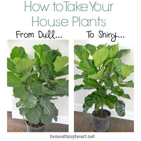 How To Make Your House Plants Shine Beneath My Heart