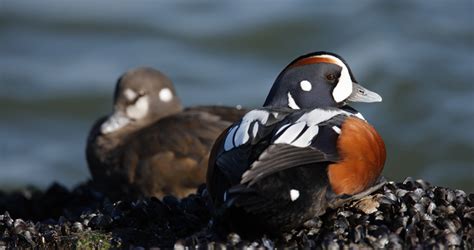 Mapping The Migration Of Harlequin Ducks