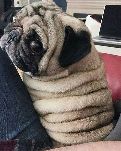 Best 25 Fat Pug Ideas On Pinterest Pug Puppies Fat Puppies And Cute