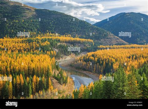 autumn larch in the valley of the middle fork flathead river along