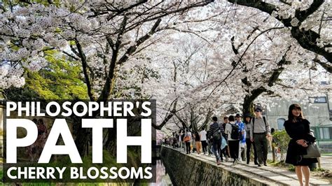 Philosophers Path Walk Cherry Blossoms Kyoto Veda Day 3 Japan