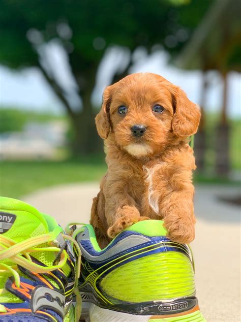 Because of this, the cavapoo isn't much of a guard dog, but it will let you know when people come to visit. Cavapoo Puppies for Sale | Cavapoo puppies, Puppies ...