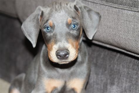 My Blue Tan Doberman 6 Weeks Doberman Puppy Blue Doberman Dog Love