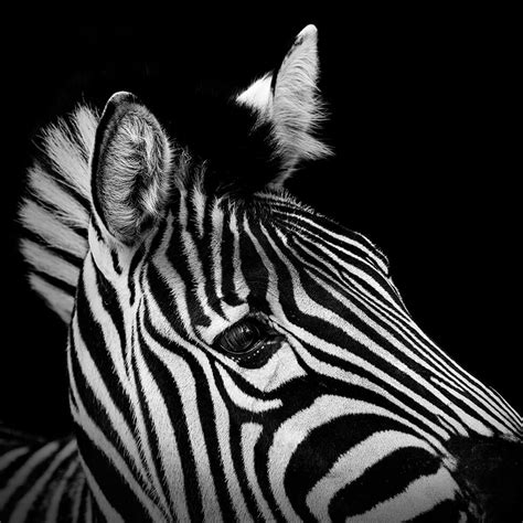These Black And White Animals By Lukas Holas Are Just