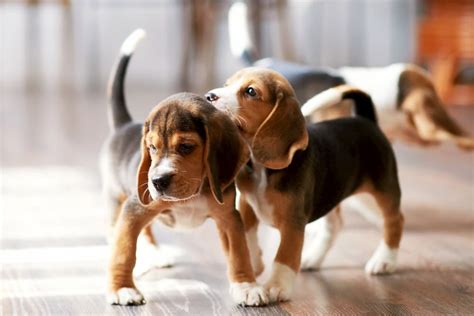6 Strange Puppy Behaviors And What They Mean Great Pet Care