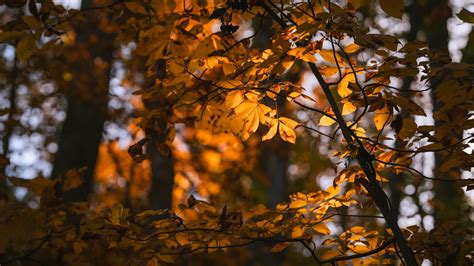 Download Wallpaper 1920x1080 Leaves Branches Trees Sunlight Blur