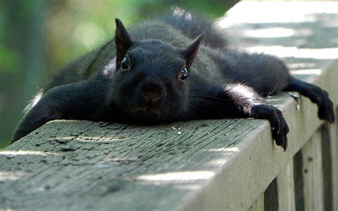 Squirrel Gets Cozy On The Deck Squirrel Funny Fluffy Animals Funny