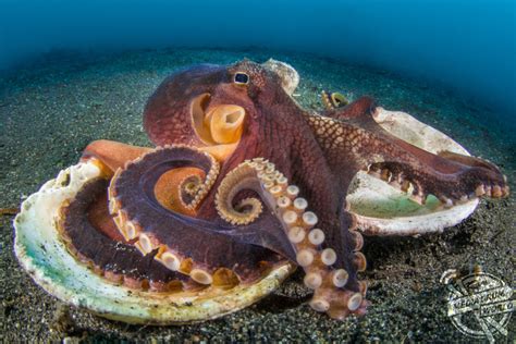 Beautiful Underwater Photos Show Octopuses On The Floor Of The Pacific Ocean Media Drum World