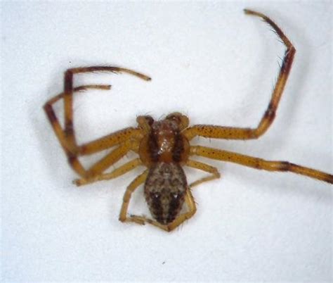 Ky Spider 06 Mecaphesa Asperata Bugguidenet