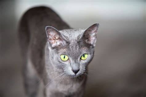 Korat Cat Breed Information And Characteristics