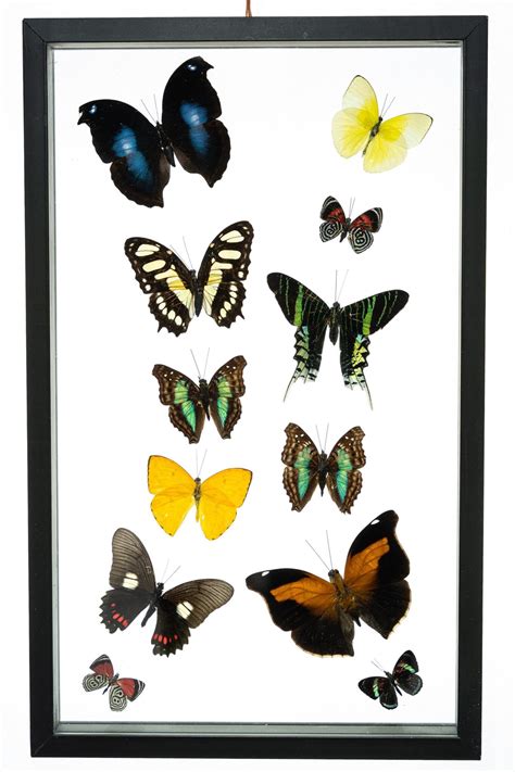 Real Butterfly Framed Wall Art Free Shipping 12 Count Real Framed