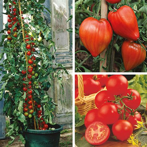 Tomato Grafted Plant Collectiond T Brown Vegetable Plants