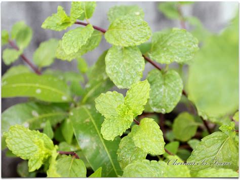 Mint Leaves Mint Plant Mint Leaves Mint Leaf Leafy Vegetable