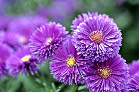 Purple Flower Names Enlisted With A Beautiful Photo