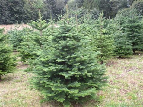 Noble Fir Christmas Tree Types Of Christmas Trees At Our Farm Mcfee
