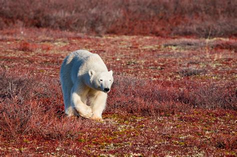 White Bear Red Tundra